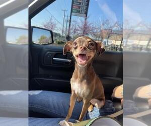 Chihuahua Dogs for adoption in San Antonio, TX, USA