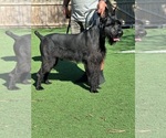 Small Photo #1 Schnauzer (Giant) Puppy For Sale in SLIDELL, LA, USA