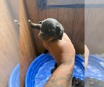 Small #3 Rottweiler