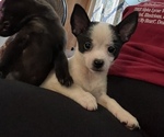Small Photo #4 Chihuahua-Schipperke Mix Puppy For Sale in BUFFALO, NY, USA