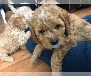 Cavapoo Puppy for sale in DENVER, CO, USA