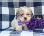 Small Photo #16 Shorkie Tzu Puppy For Sale in LAKELAND, FL, USA