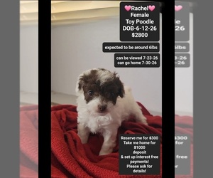 Poodle (Toy) Puppy for sale in TUCSON, AZ, USA