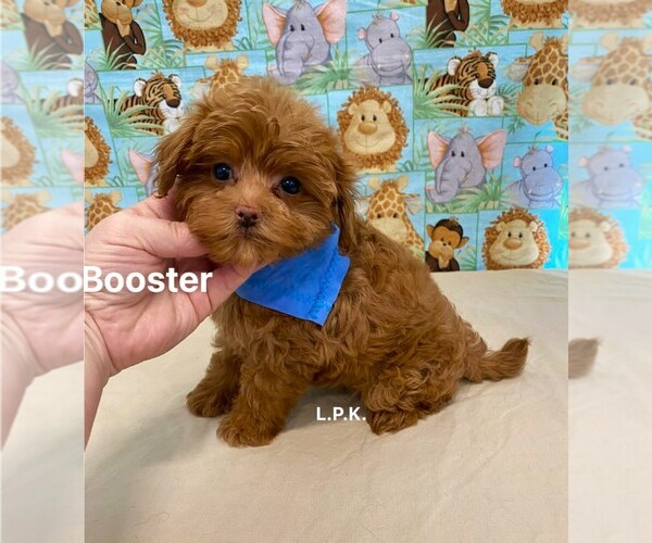 Medium Photo #1 Maltipoo (Toy) Puppy For Sale in WINNSBORO, LA, USA