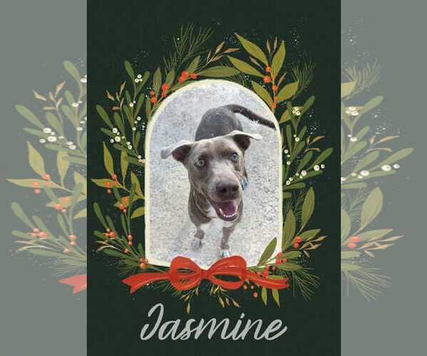 Medium Photo #3 Retriever -Unknown Mix Puppy For Sale in Woodbury, NY, USA