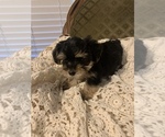 Small Photo #7 YorkiePoo Puppy For Sale in FORT WORTH, TX, USA