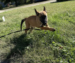 Small Photo #44 Belgian Malinois Puppy For Sale in S CHARLESTON, WV, USA
