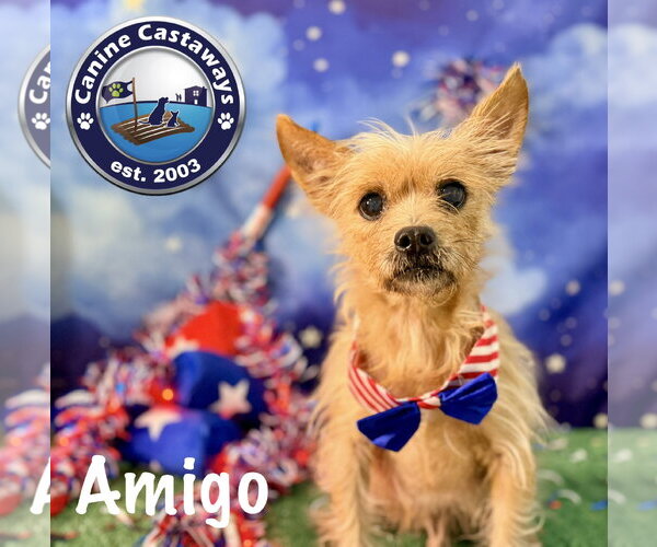 Medium Photo #2 Cairn Terrier Puppy For Sale in Arcadia, FL, USA