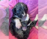 Small Photo #8 F2 Aussiedoodle Puppy For Sale in CHAPEL HILL, NC, USA