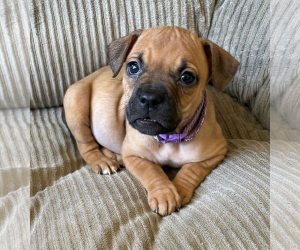 Medium Photo #2 French Bullhuahua Puppy For Sale in Belleville, MI, USA