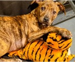 Small #1 American Staffordshire Terrier Mix