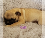 Small Photo #14 Pug Puppy For Sale in LOUISE, TX, USA