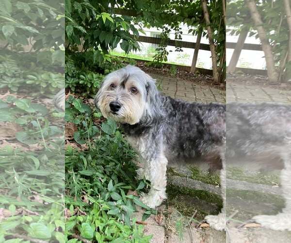 Medium Photo #9 Mutt Puppy For Sale in Westminster, MD, USA