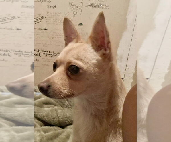 Medium Photo #3 Chihuahua-Unknown Mix Puppy For Sale in San Diego, CA, USA