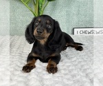 Small #5 Dachshund