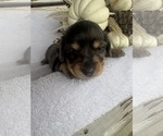 Small #5 Dachshund