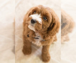 Small Photo #7 Cavapoo Puppy For Sale in BAY VIEW, WI, USA