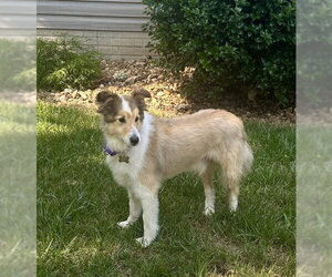 Mutt Dogs for adoption in Wamego, KS, USA