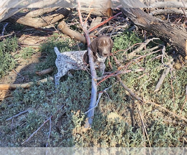 Medium Photo #8 German Shorthaired Pointer Puppy For Sale in EVANSVILLE, WY, USA