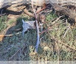 Small Photo #43 German Shorthaired Pointer Puppy For Sale in EVANSVILLE, WY, USA