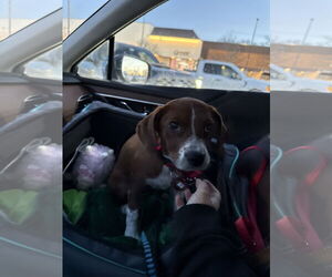 Chihuahua-Unknown Mix Dogs for adoption in Wakefield, RI, USA