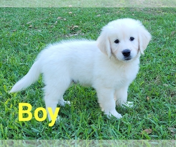 Medium Photo #11 English Cream Golden Retriever Puppy For Sale in WEEKI WACHEE, FL, USA