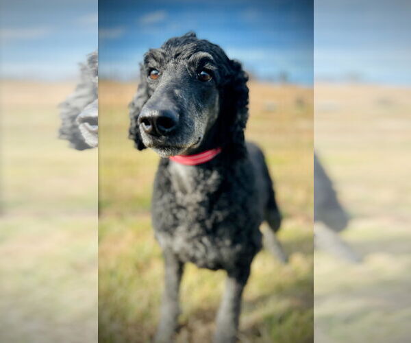 Medium Photo #1 Poodle (Standard) Puppy For Sale in Pacolet, SC, USA