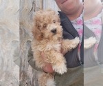 Small #1 Bichpoo