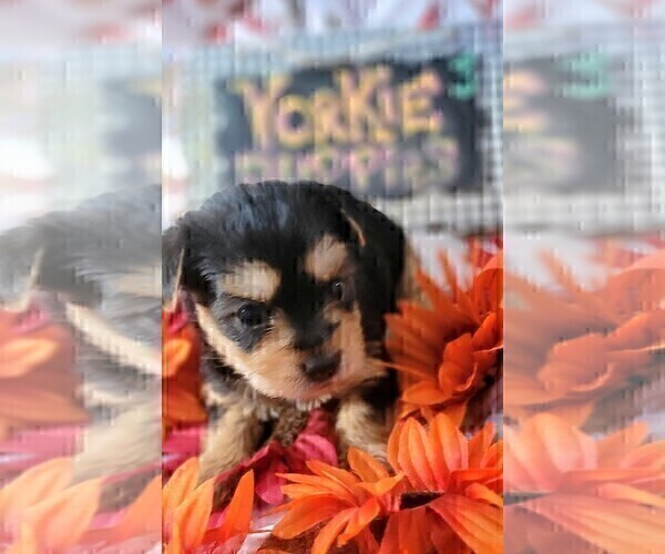 Medium Photo #3 Yorkshire Terrier Puppy For Sale in AKRON, OH, USA