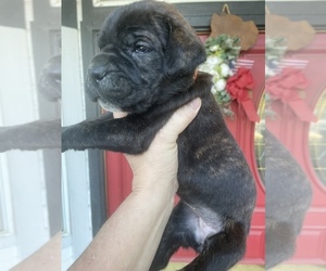 Cane Corso Puppy for Sale in BAKERSFIELD, California USA