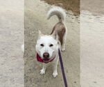 Small #1 Siberian Husky