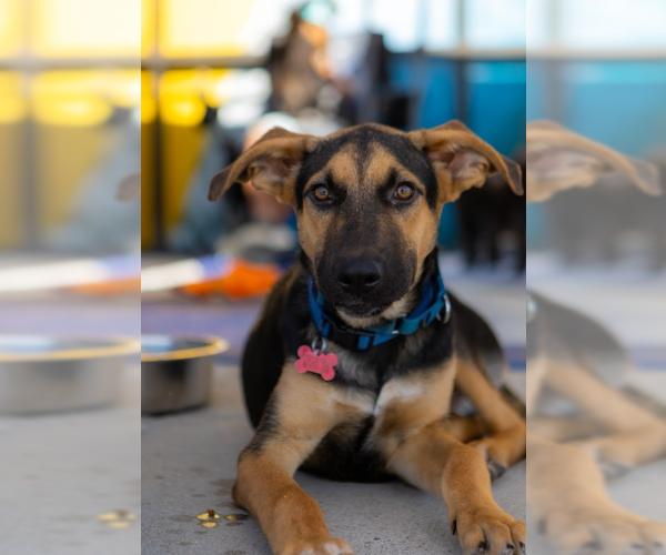 Medium Photo #5 German Shepherd Dog-Great Dane Mix Puppy For Sale in San Diego, CA, USA