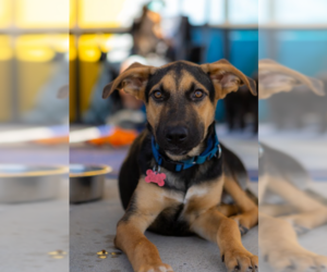 Chester - Male German Shepherd Dog-Great Dane Mix Dog for Adoption - Photo #5