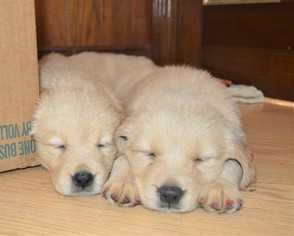 Golden Retriever Puppy for sale in WHITEHALL, PA, USA