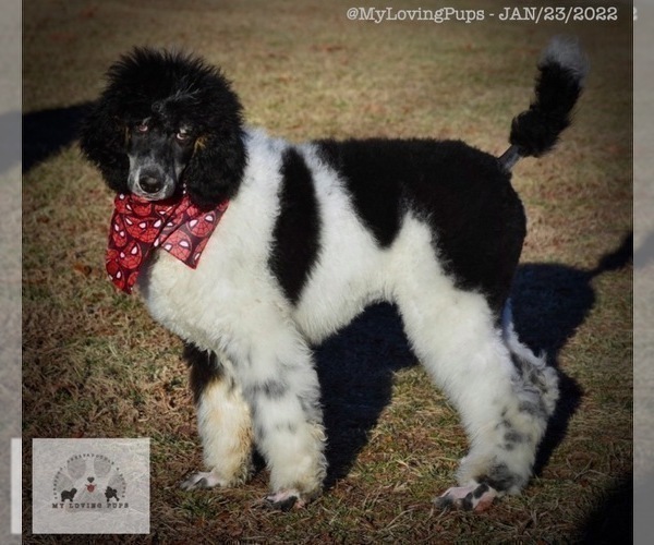 Full screen Photo #5 Poodle (Standard) Puppy For Sale in MARIONVILLE, MO, USA