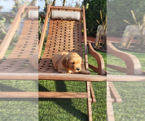 Medium Photo #1 Golden Retriever Puppy For Sale in VANCOUVER, WA, USA