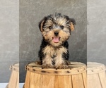 Small #6 Yorkshire Terrier