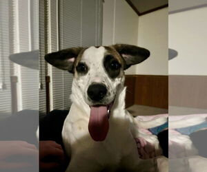 Beagle-Treeing Walker Coonhound Mix Dogs for adoption in Germantown, OH, USA