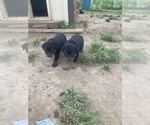 Small Photo #2 Rottweiler Puppy For Sale in MARYVILLE, MO, USA