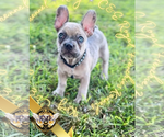 Small #4 French Bulldog