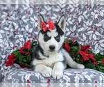 Small Photo #9 Siberian Husky Puppy For Sale in EPHRATA, PA, USA