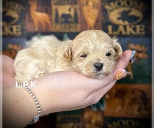 Maltipoo Puppy for sale in WINNSBORO, LA, USA