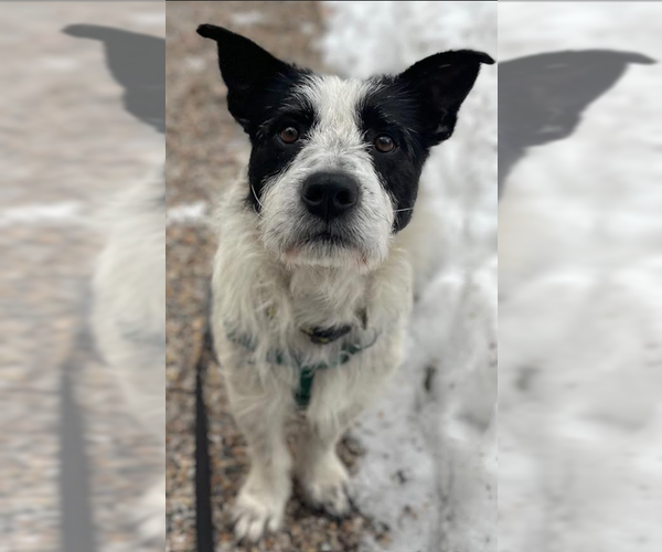 Medium Photo #1 Mutt Puppy For Sale in Cranston, RI, USA