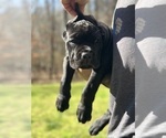 Small Photo #3 Cane Corso Puppy For Sale in RURAL HALL, NC, USA