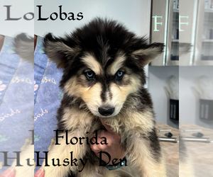Siberian Husky Puppy for Sale in NEW PORT RICHEY, Florida USA