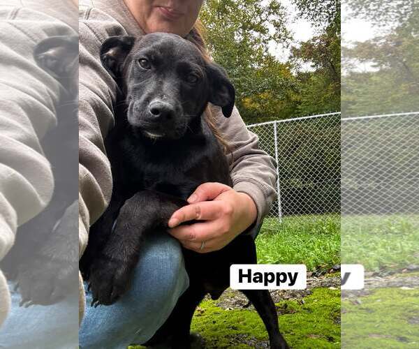Medium Photo #1 Mutt Puppy For Sale in Hinton, WV, USA