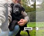 Happy (13wo, 20lbs) - Male Mutt Dog for Adoption - Small photo