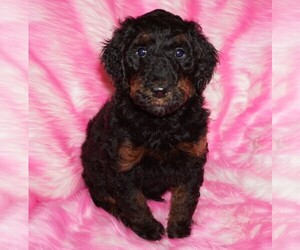 Labradoodle Puppy for sale in LA HABRA, CA, USA