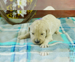 Puppy 7 English Cream Golden Retriever-Poodle (Standard) Mix