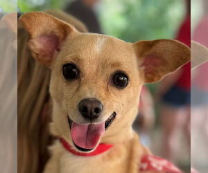 Chihuahua Dogs for adoption in Canton, CT, USA